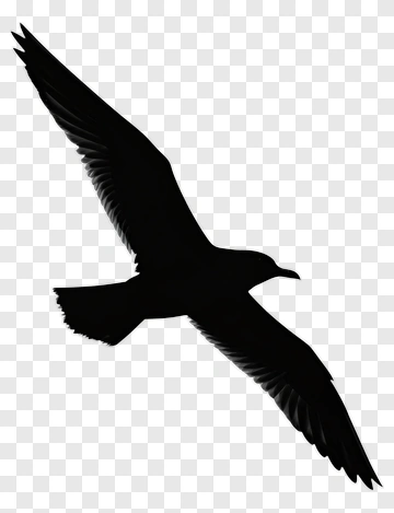 Silhouette Of A Bird In Flight PNG