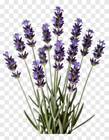 Lavender Flower Bouquet PNG