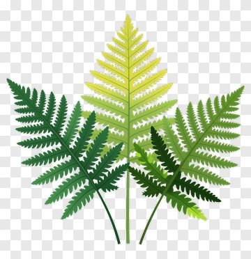Green Fern Leaves PNG