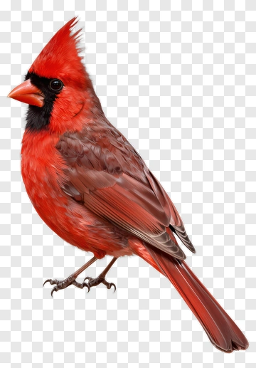 Red Cardinal Bird PNG