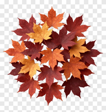 Colorful Autumn Maple Leaves PNG