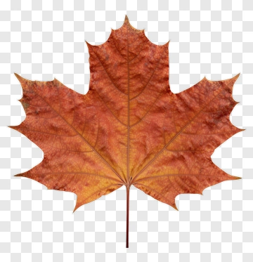 Maple Leaf PNG