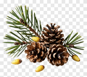 Pine Cones And Green Pine Branches PNG