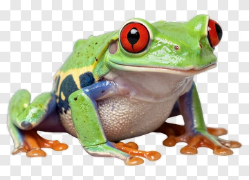 Colorful Red-Eyed Tree Frog PNG