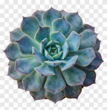 Succulent Plant PNG