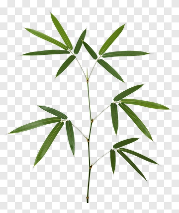Bamboo Plant Branch PNG