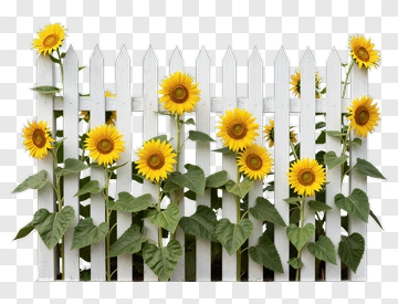 Sunflowers Behind A White Fence PNG