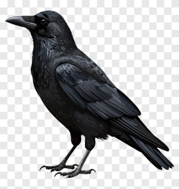 Black Raven Standing PNG