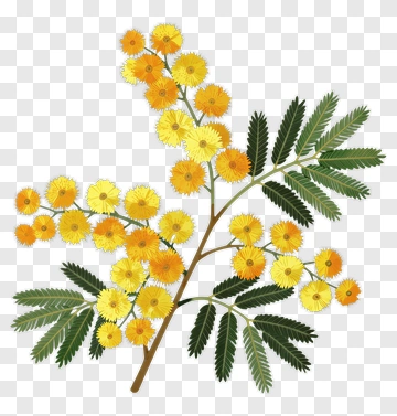 Yellow Flowering Branch With Green Leaves PNG