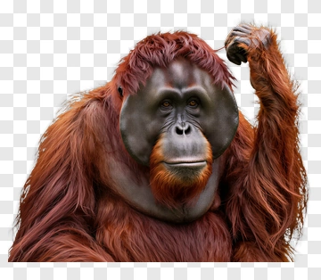 Orangutan Raising Arm PNG