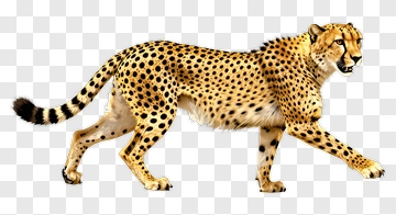 Cheetah Walking PNG