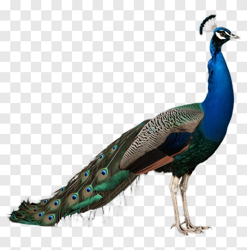 Colorful Peacock With Vibrant Feathers PNG