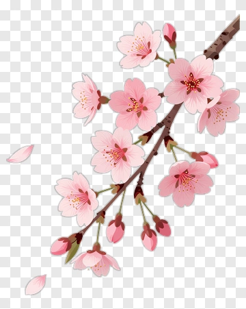 Cherry Blossom Branch With Pink Flowers PNG