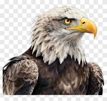 Realistic Bald Eagle Portrait PNG