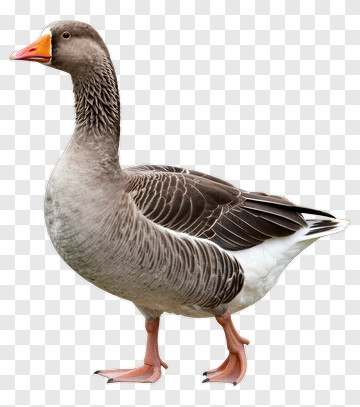 Gray Goose Standing PNG