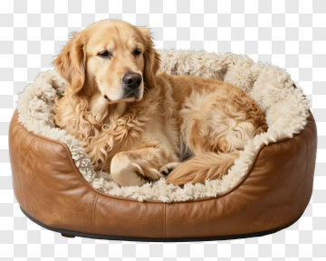Golden Retriever Lying In A Dog Bed PNG