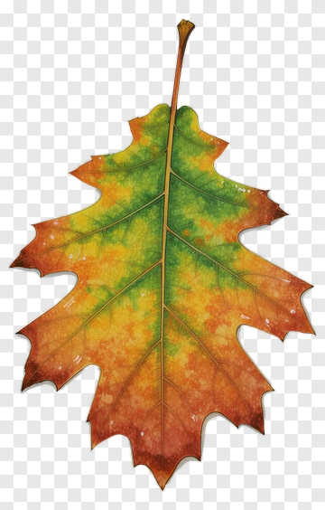 Colorful Leaf PNG