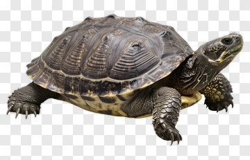 Turtle On White Background PNG