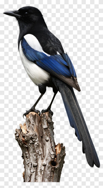 Eurasian Magpie Perched On A Stump PNG