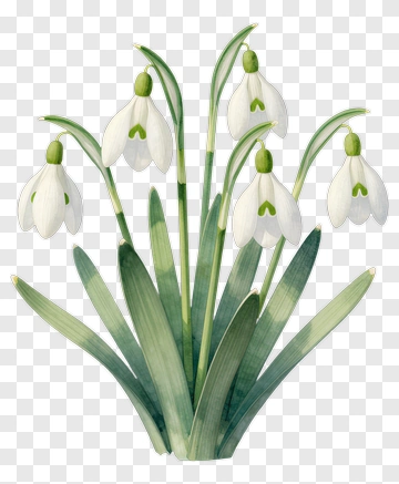 Snowdrop Flower Arrangement PNG