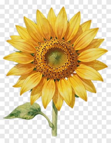 Sunflower With Bright Yellow Petals PNG