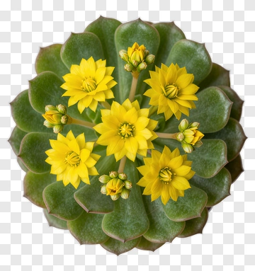 Succulent Plant With Yellow Flowers PNG