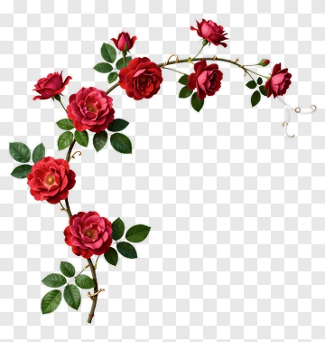 Red Roses With Green Leaves PNG