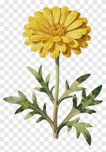 Yellow Flower With Green Leaves PNG