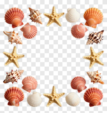 Seashells And Starfish Frame PNG