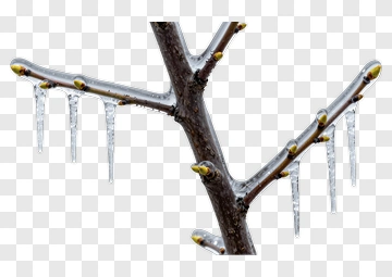 Icicles Hanging From A Tree Branch PNG