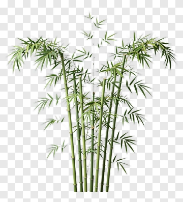 Bamboo Plant PNG