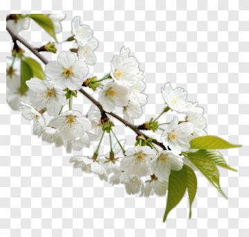 Cherry Blossom Branch With White Flowers PNG