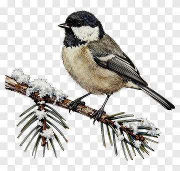 Bird Perched On Snowy Pine Branch PNG