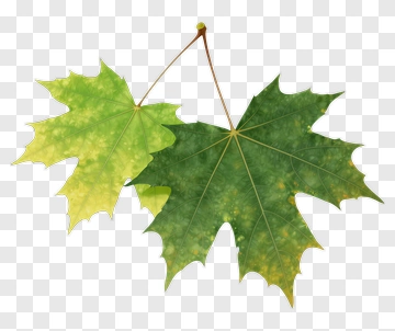 Green And Yellow Maple Leaves PNG