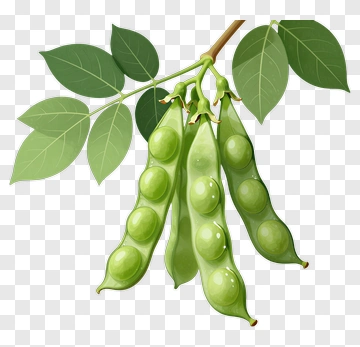 Green Peas On A Branch PNG