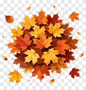 Colorful Autumn Maple Leaves PNG