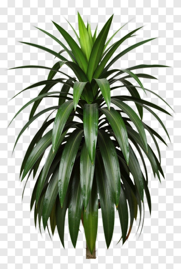 Green Indoor Plant PNG