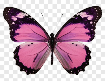 Purple Butterfly PNG