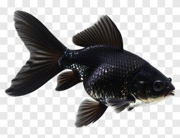Black Goldfish PNG