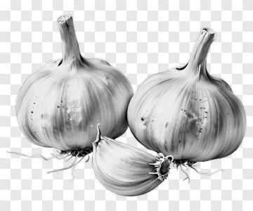 Black And White Garlic Bulbs PNG