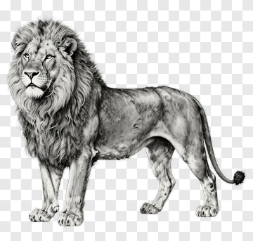 Realistic Lion Standing Proudly PNG