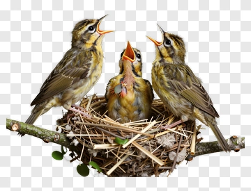 Baby Birds In A Nest PNG