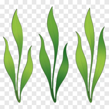 Green Leaves Illustration PNG