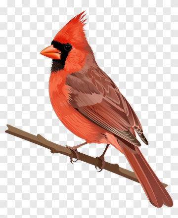Cardinal Bird Perched On A Branch PNG