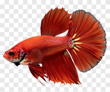Red Betta Fish Swimming PNG