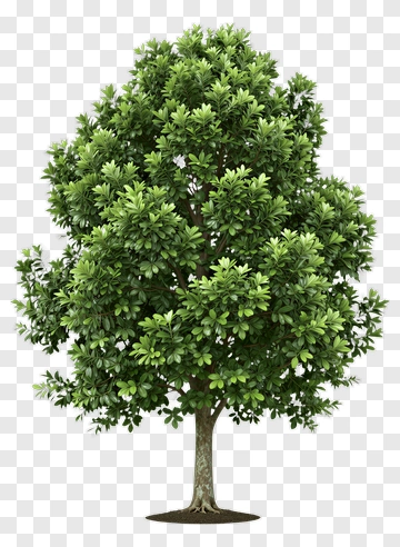Green Tree PNG