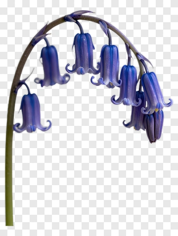 Bluebell Flower PNG
