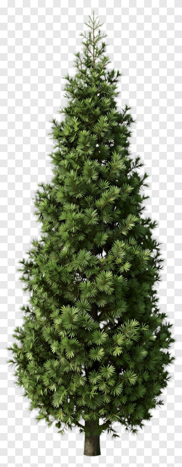 Green Pine Tree PNG