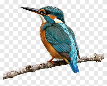 Kingfisher Bird Perched On A Branch PNG