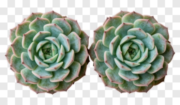 Succulent Plant Arrangement PNG